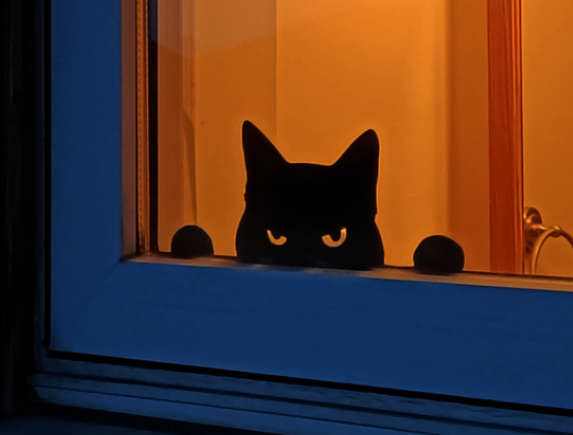 Decoração Gato Bravo Nervoso – Janela, Parede, Banheiro e Qualquer Lugar Que Precise de Atitude!