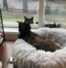 Decoração Gato Bravo Nervoso – Janela, Parede, Banheiro e Qualquer Lugar Que Precise de Atitude!